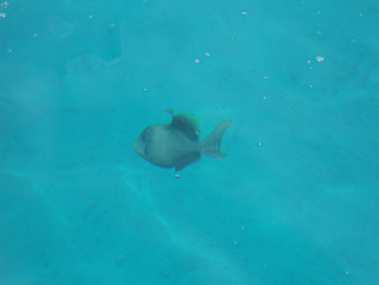 PB102465
