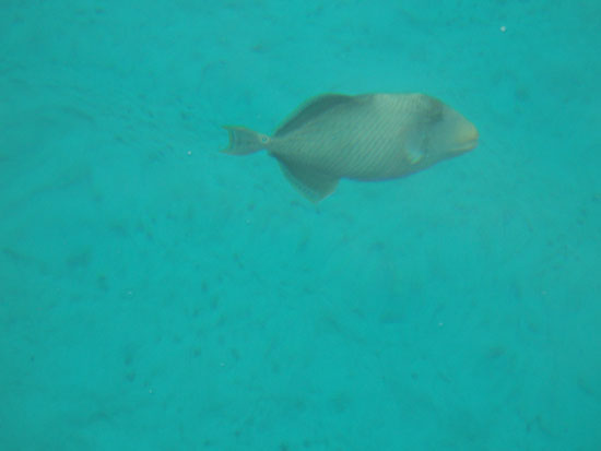 PB102485